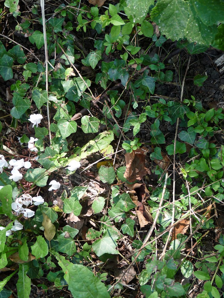2014-09-14 Château de la Madeleine-0022.JPG